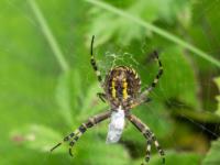 Wespenspinne Weibchen Unterseite